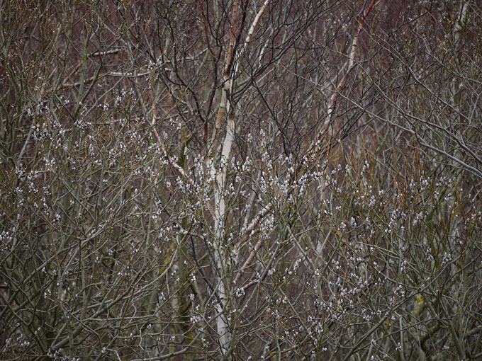 birch & willow 07.jpg
